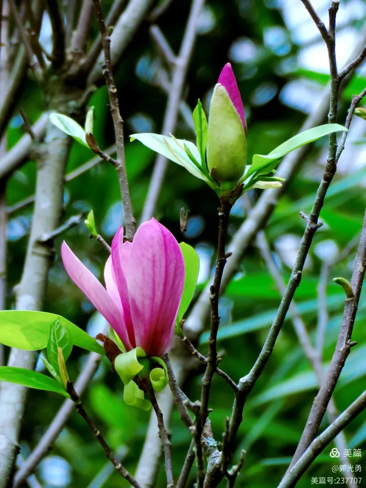 紫玉兰叶碧如茵,兰花点缀似诗心